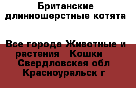 Британские длинношерстные котята - Все города Животные и растения » Кошки   . Свердловская обл.,Красноуральск г.